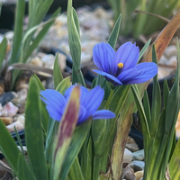 Sisyrinchium 'Devon Skies'
